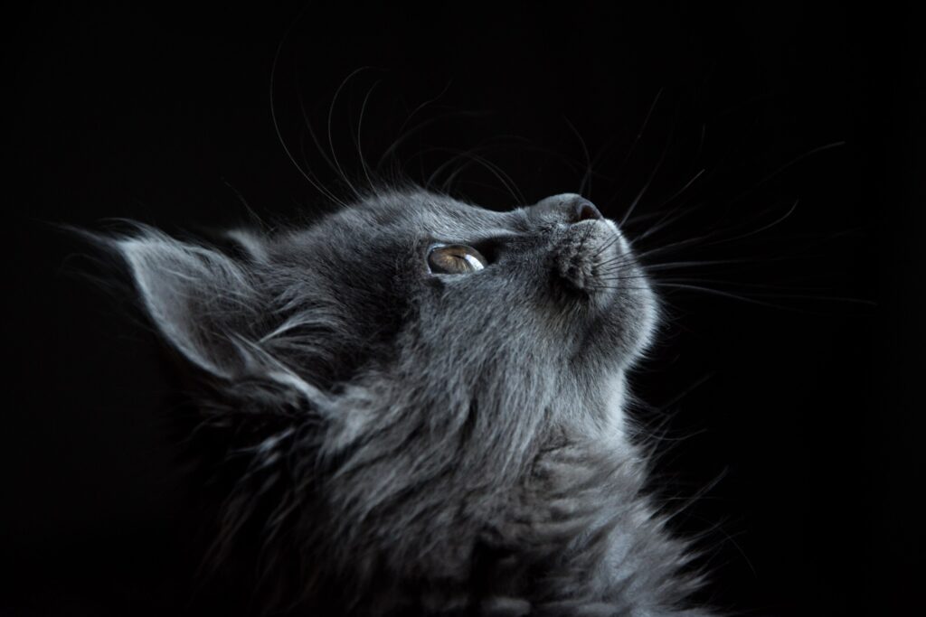 ToF Fotobehang kat grijs langharig kitten