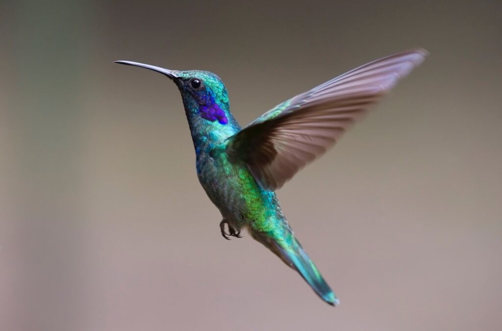 ToF Fotobehang vogels kolibrie die in lucht hangt
