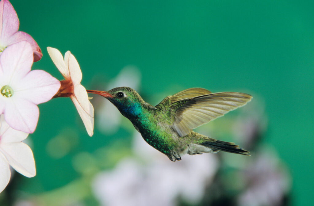 ToF Fotobehang vogels kolibrie die naar bloem vliegt
