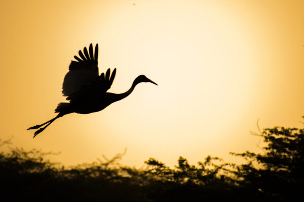ToF Behang kraanvogel silhouet zwart met geel