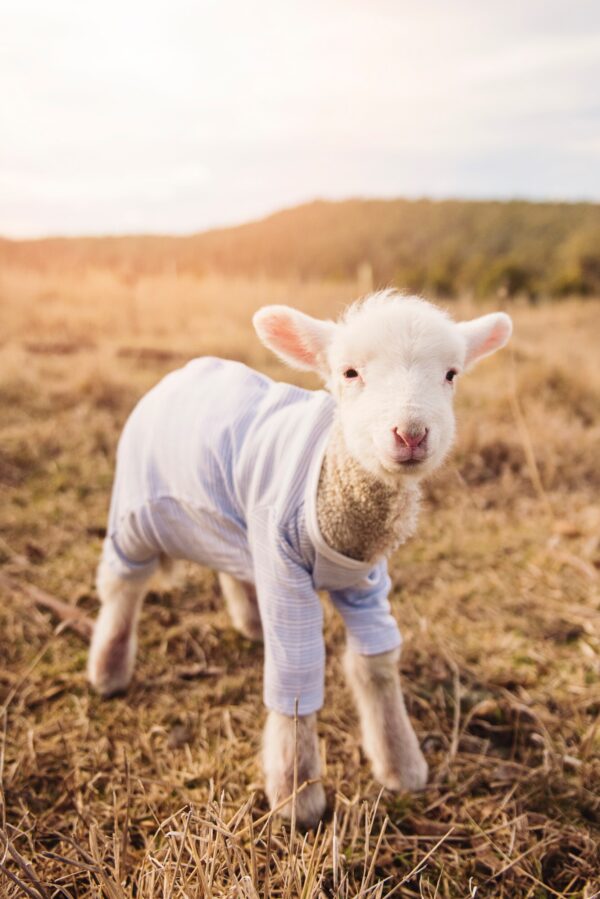 ToF Fotobehang boerderijdieren lammetje met kleertjes aan in gras