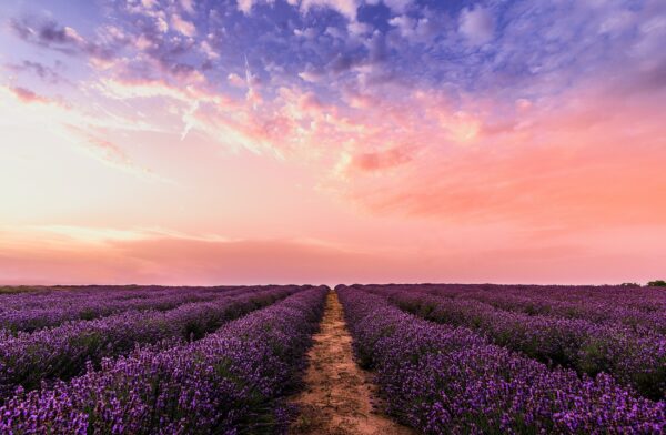 ToF Fotobehang landschap lavendelveld