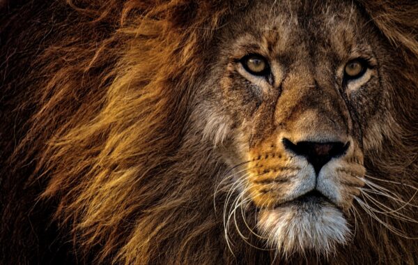 ToF Fotobehang leeuwen close-up kop mannetjesleeuw