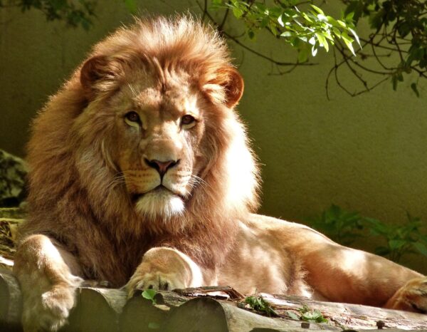 ToF Fotobehang leeuw een mannetje die ligt te luieren