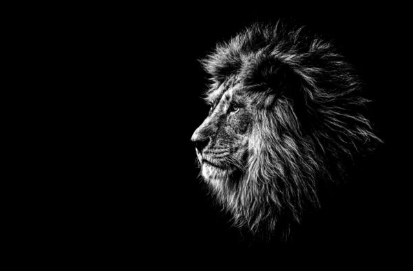 ToF Fotobehang dier leeuwenkop zwart-wit
