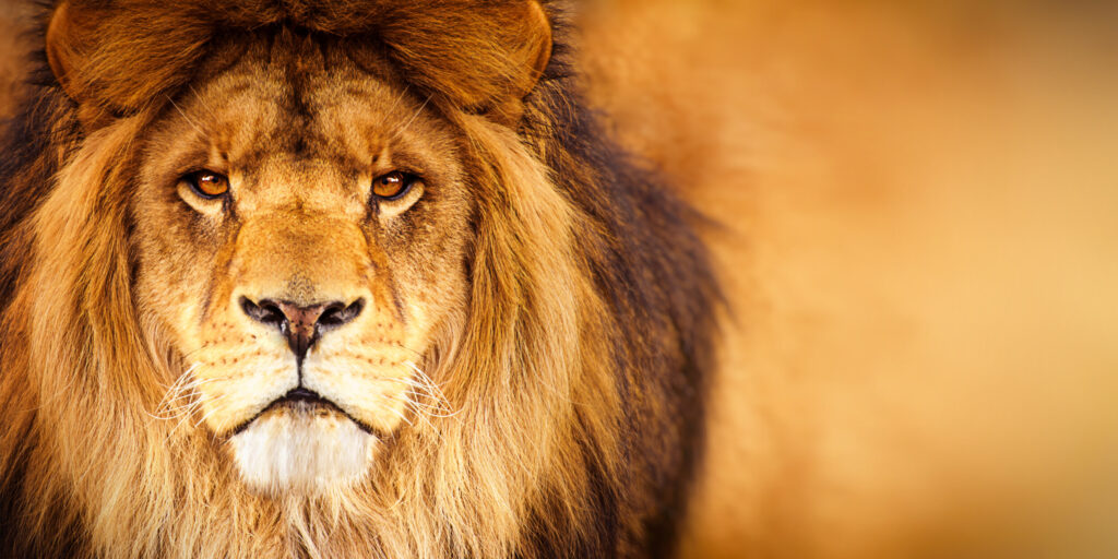 ToF Behang leeuwen de kop van een mannetje in geel en bruintinten