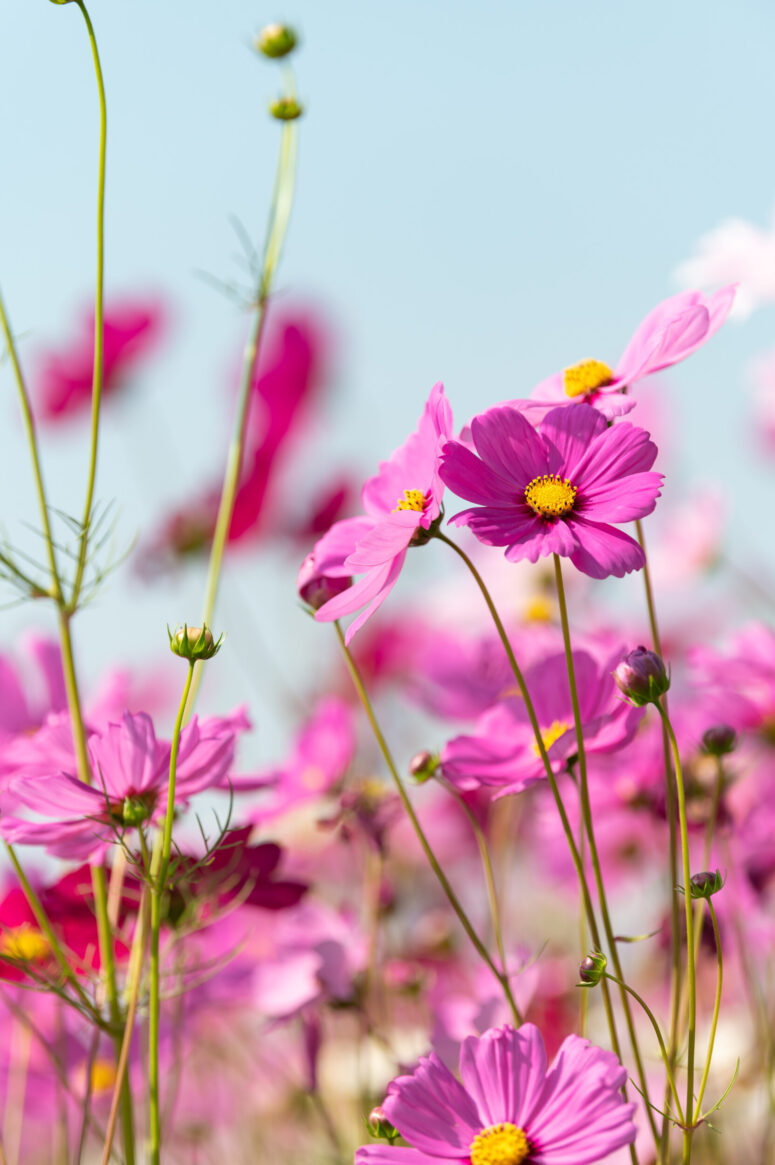 ToF Fotobehang bloem Cosmea