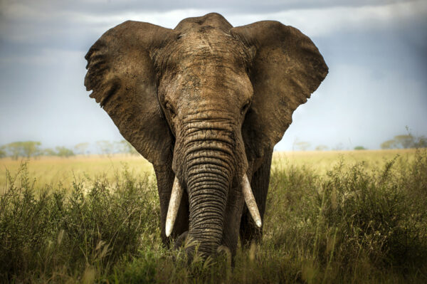 ToF Fotobehang olifant van voren gezien in de natuur