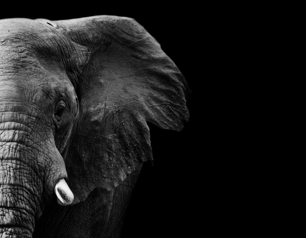 ToF Fotobehang olifant deel van kop in zwart-wit