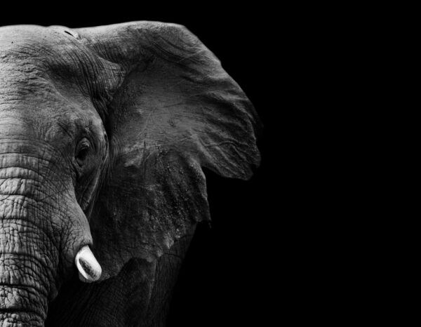 ToF Fotobehang olifant deel van kop olifant in zwart-wit