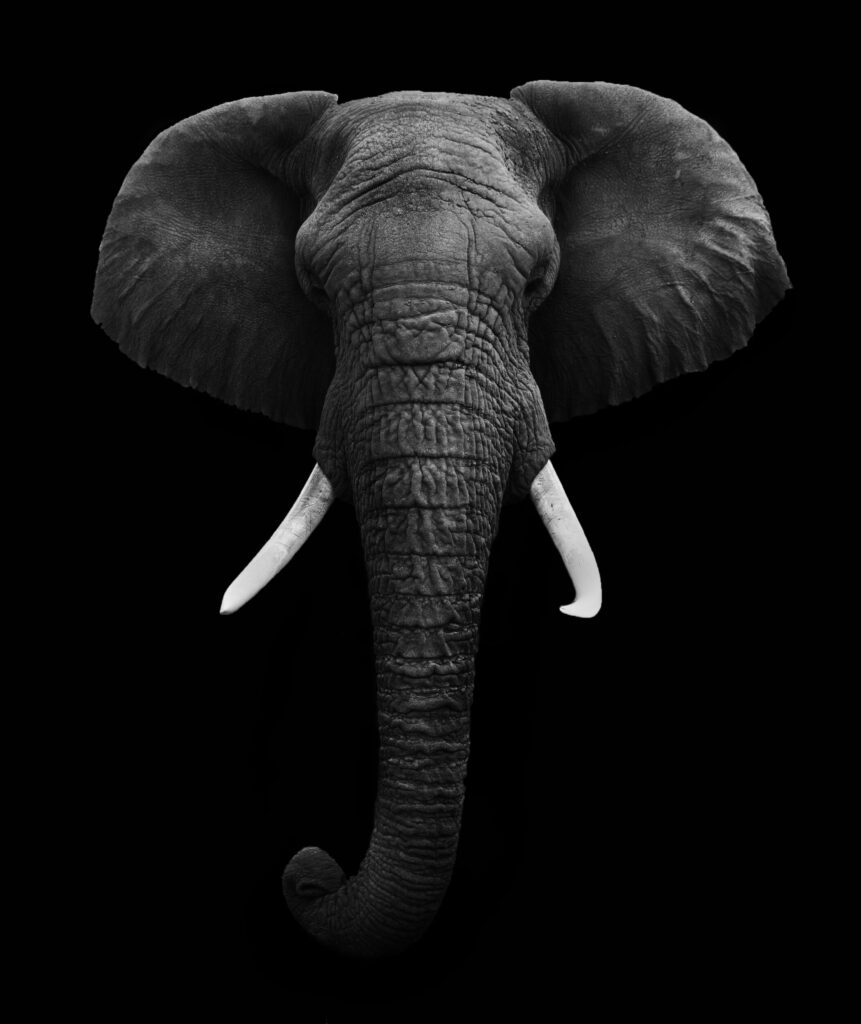 ToF Fotobehang dierenkop olifant zwart-wit