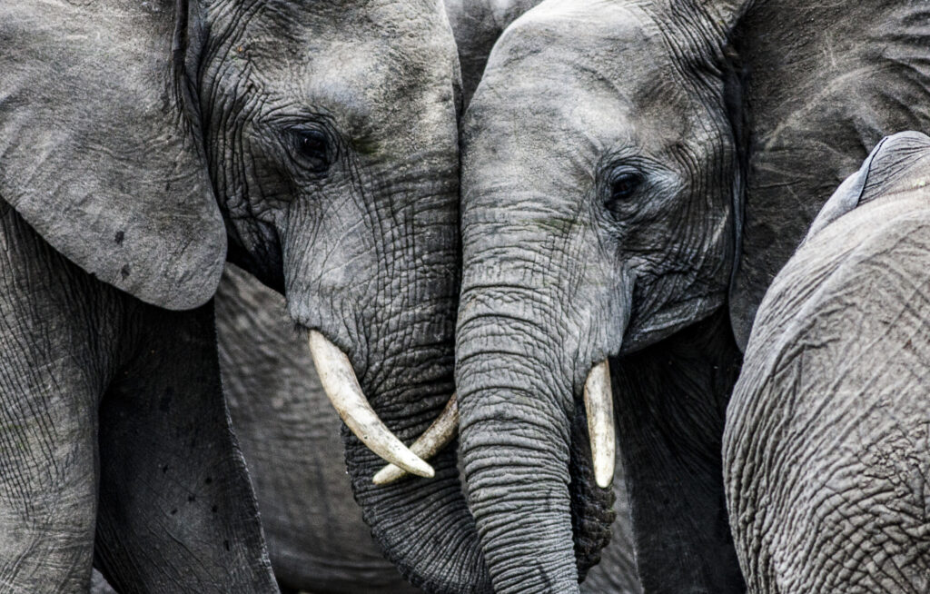ToF Fotobehang olifant twee olifanten met slurven tegen elkaar in zwart-wit