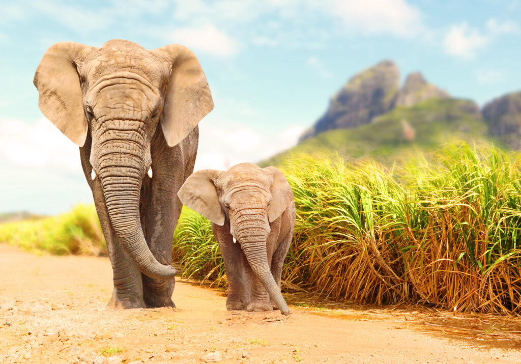 ToF Fotobehang olifant een baby olifant met moeder in de natuur