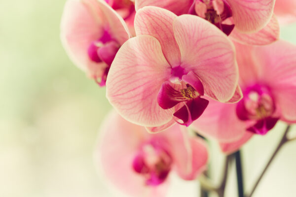 ToF Fotobehang orchidee close up roze met wit