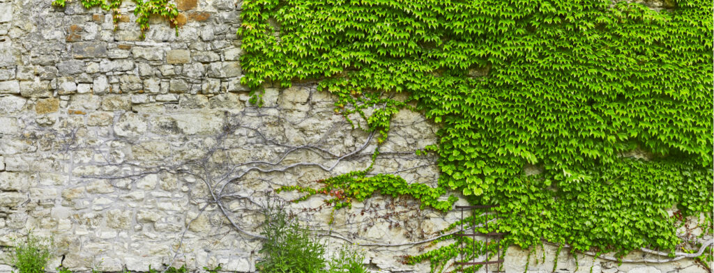 ToF Fotobehang oude bakstenen muur met planten