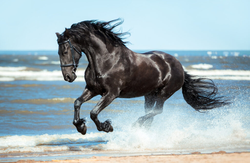 ToF Fotobehang paarden zwart paard rennend in de zee