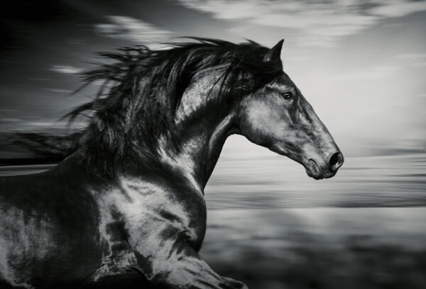 ToF Fotobehang paard bij de zee in zwart-wit