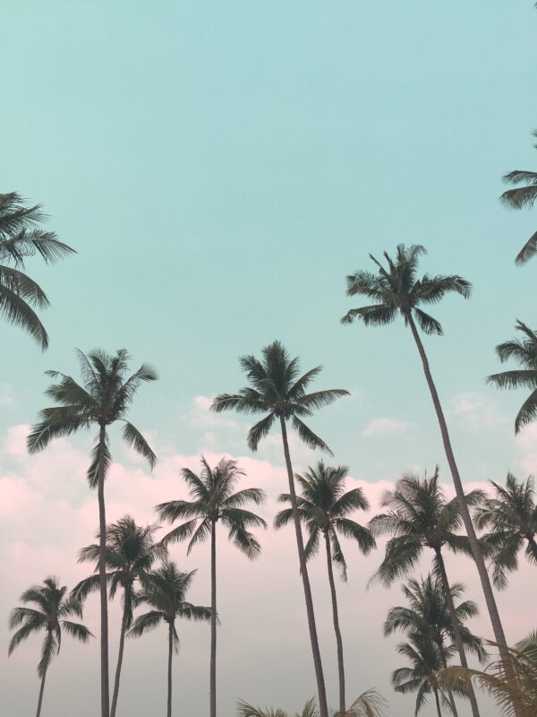 ToF Fotobehang palmbomen met roze blauwe lucht
