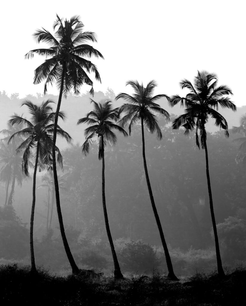 ToF Fotobehang palmbomen in de natuur
