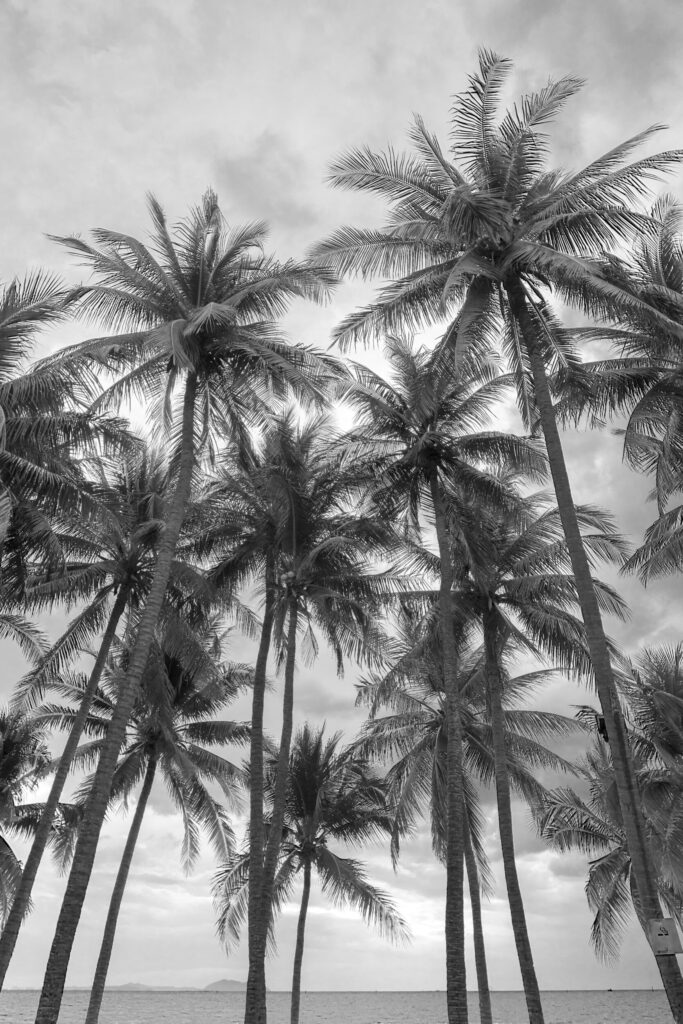 ToF Fotobehang palmbomen op strand