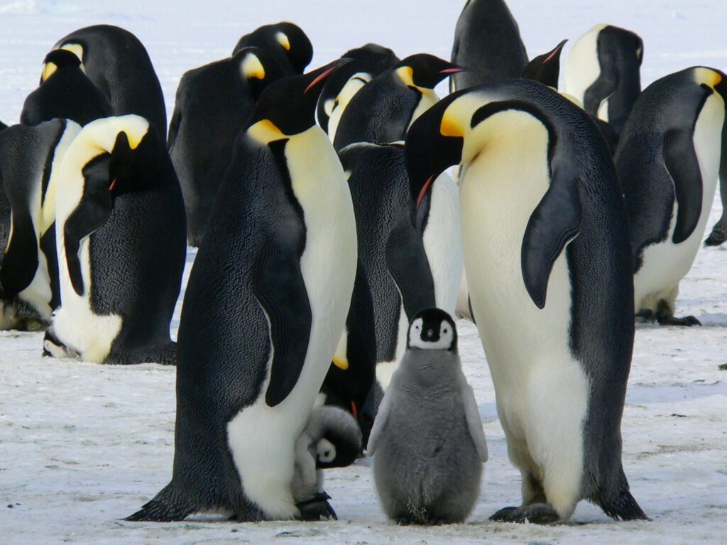 ToF Fotobehang dieren groep pinguïns met baby’s