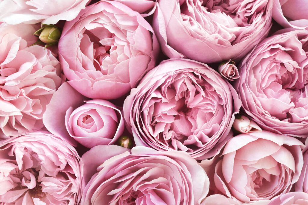ToF Fotobehang pioenrozen roze