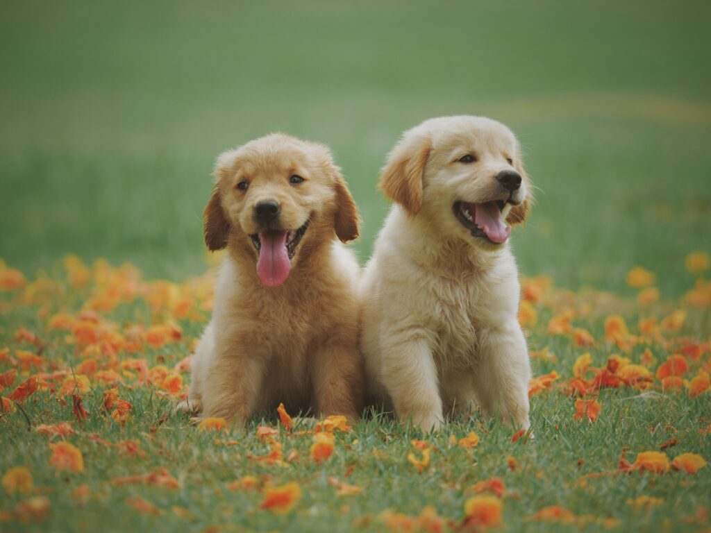ToF Fotobehang honden golden retriever puppy’s