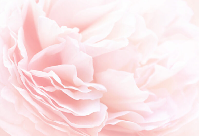 ToF Fotobehang rozenblaadjes close-up