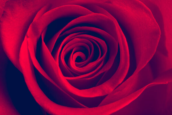 ToF Fotobehang roos rood met schaduw