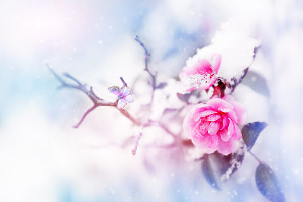 ToF Fotobehang roos in de sneeuw