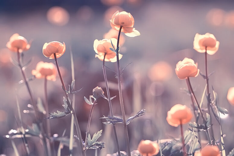 ToF Fotobehang bloem roze met wazige achtergrond