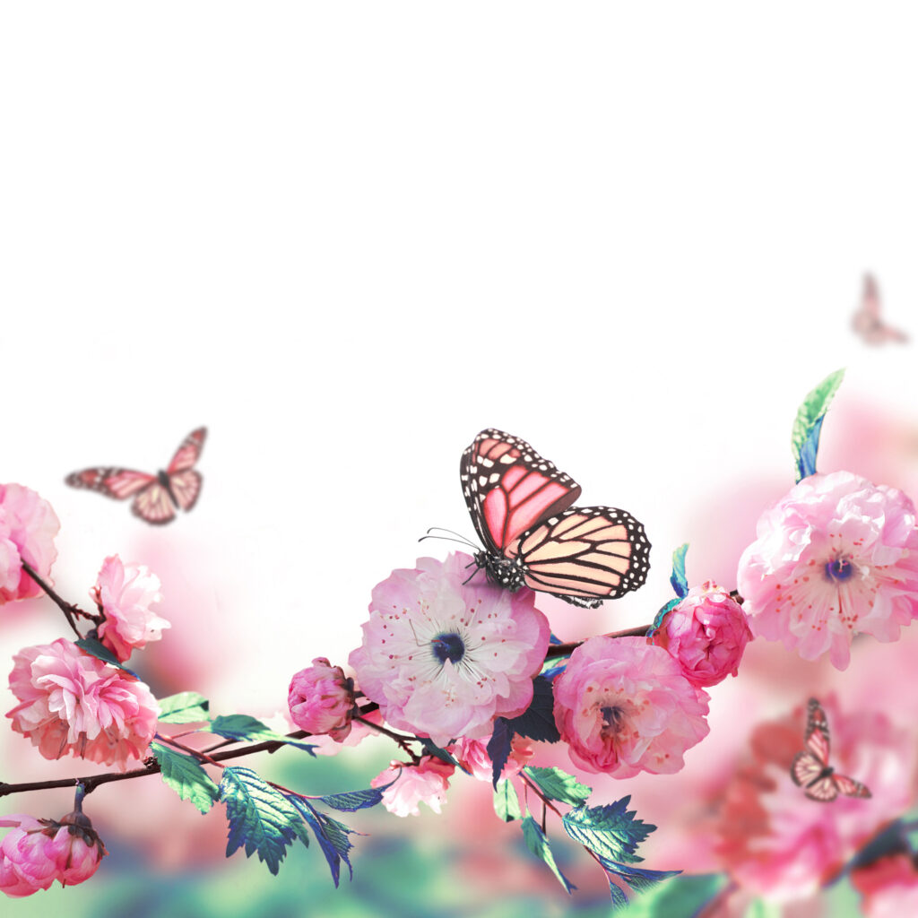 ToF Fotobehang bloem kroonblad met vlinder