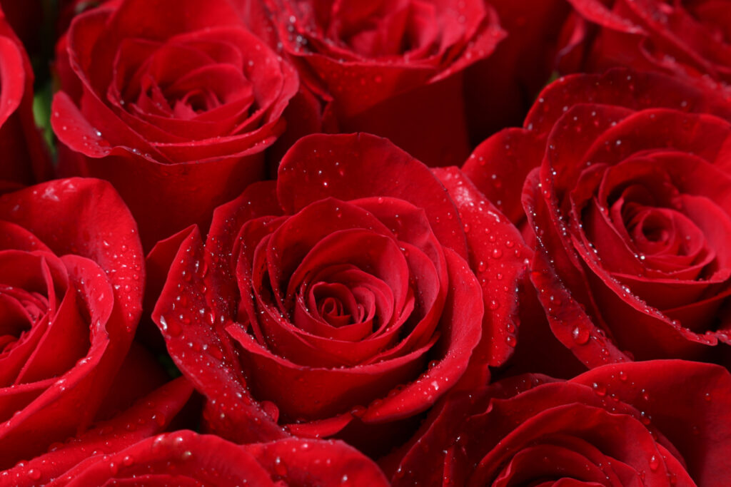 ToF Fotobehang rozen rood met waterdruppels
