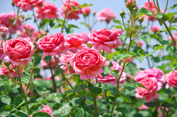 ToF Fotobehang rozenstruik roze