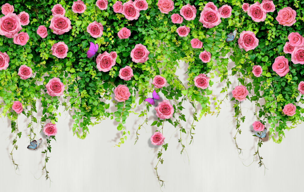 ToF Fotobehang rozen hangplant