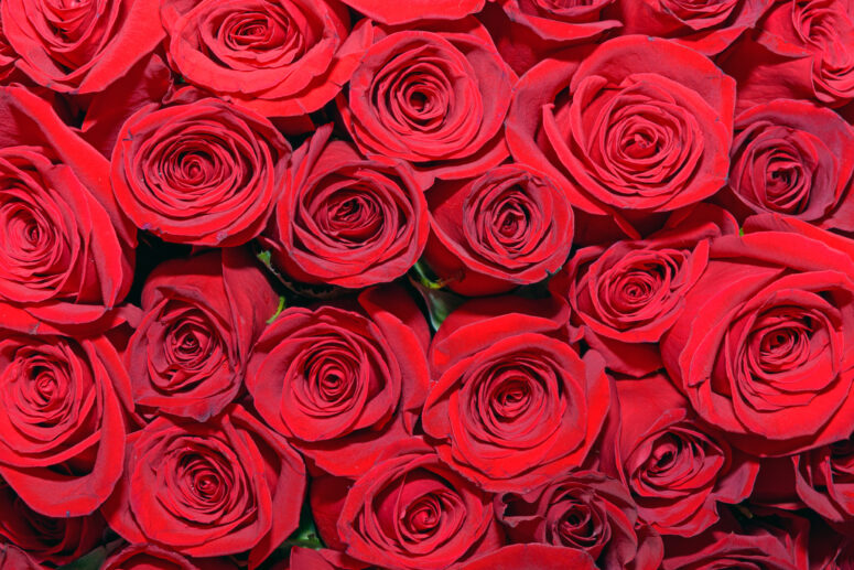 ToF Fotobehang rozen rood