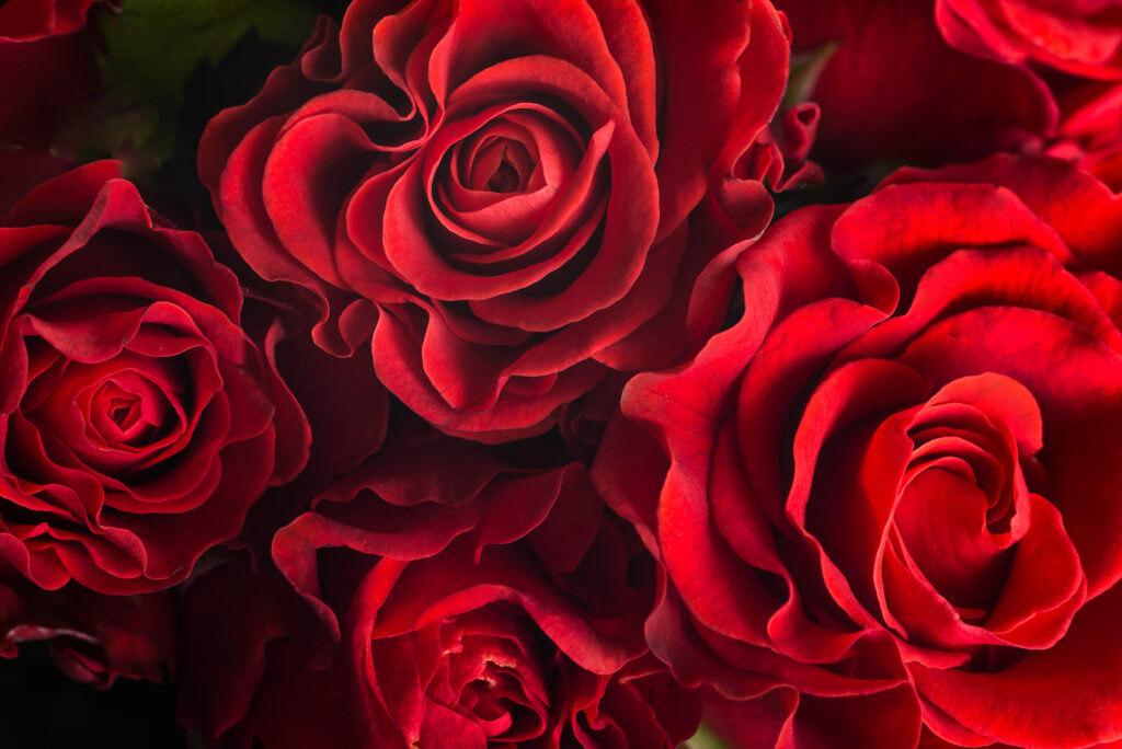 ToF Fotobehang rozen rood close-up