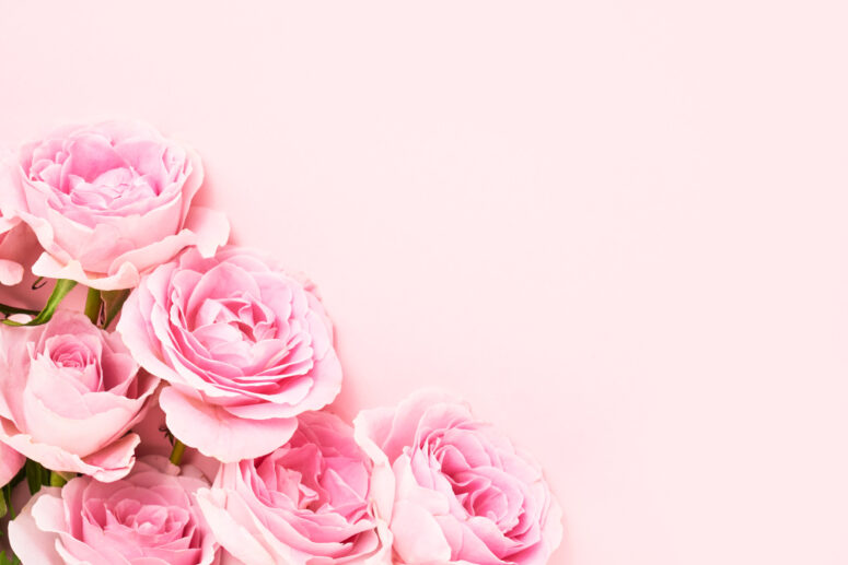 ToF Fotobehang rozen roze links in de hoek