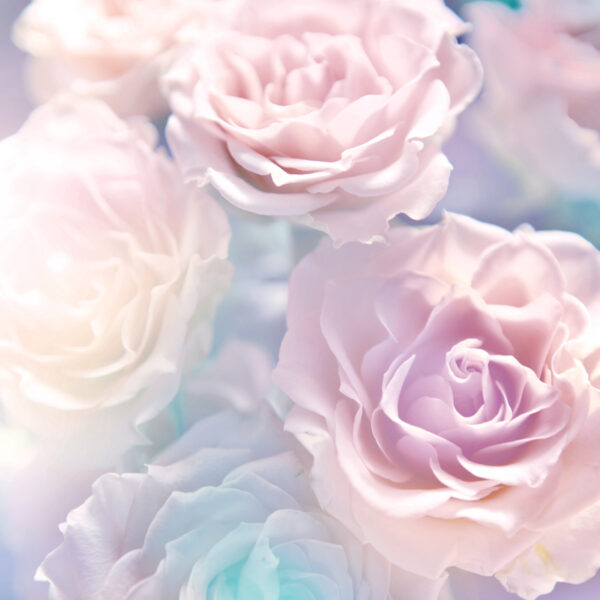 ToF Fotobehang rozen wit met blauwe achtergrond