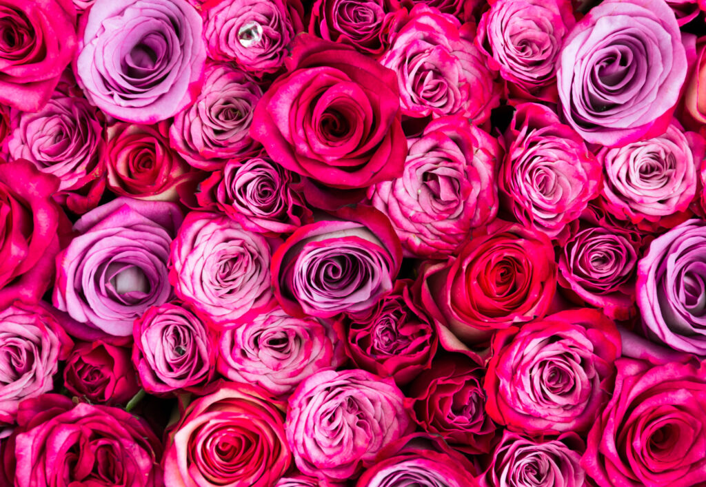 ToF Fotobehang rozen roze bovenaanzicht