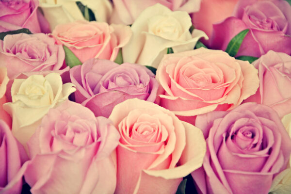 ToF Fotobehang rozen in pastel kleuren