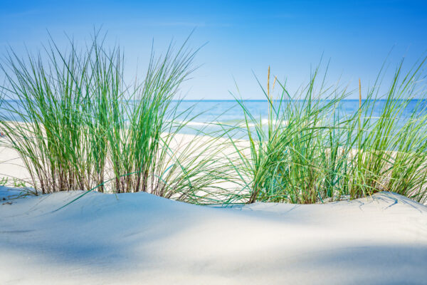 ToF Fotobehang strand gras op de duinen