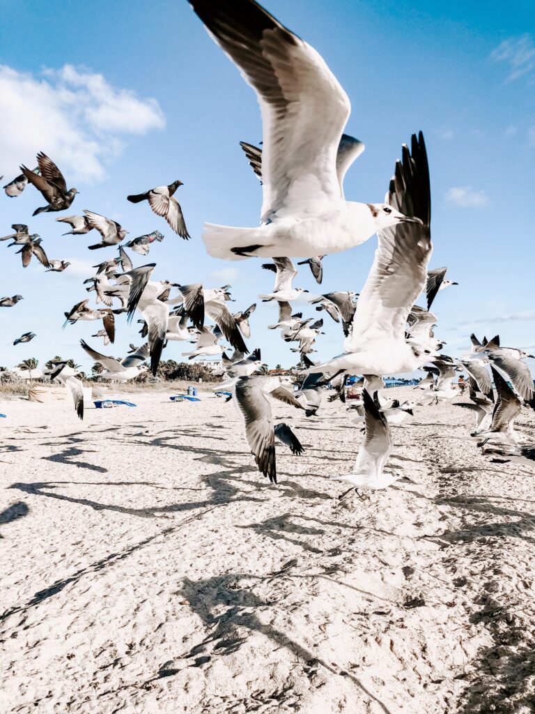 ToF Fotobehang vogels meeuwen op het strand