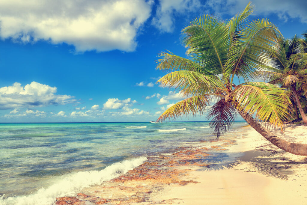 ToF Fotobehang strand met lage palmboom