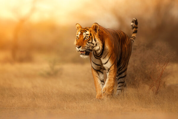 ToF Behang tijger in een veld in oranjetinten