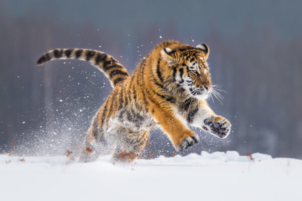 ToF Fotobehang tijger die rondspringt in de sneeuw