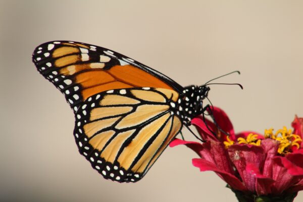 ToF Fotobehang vlinder monarchvlinder op bloem