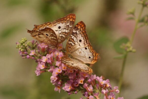 ToF Behang met vlinders in bruin anartia jatrophae