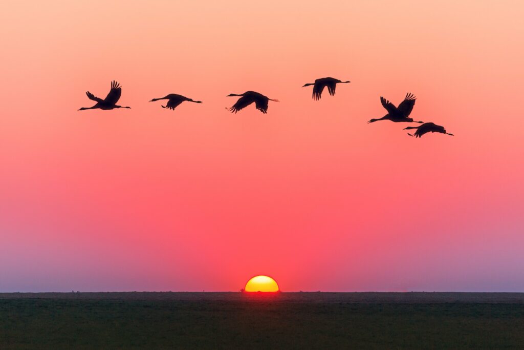 ToF Fotobehang kraanvogels vliegend met zonsondergang