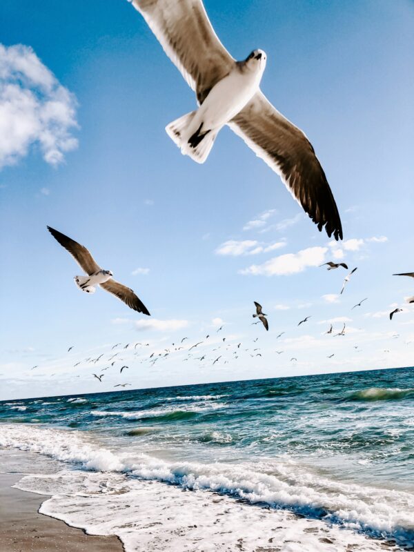 ToF Fotobehang vogels meeuwen vliegend boven strand en zee